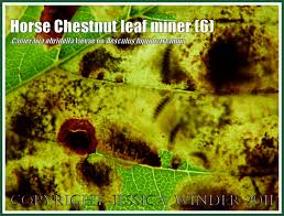 Attēlu rezultāti vaicājumam “Cameraria ohridella”