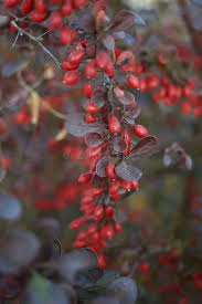 Attēlu rezultāti vaicājumam “Berberis thunbergii fruit”