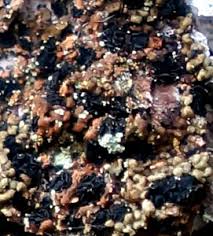 Attēlu rezultāti vaicājumam “Hypocenomyce friesii”