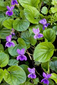 Image result for Viola odorata