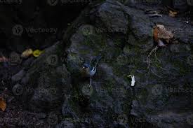 Attēlu rezultāti vaicājumam “Fringilla coelebs nest”