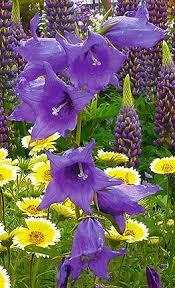 Attēlu rezultāti vaicājumam “Campanula latifolia flower”