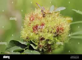 Attēlu rezultāti vaicājumam “Diplolepis rosae”