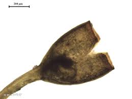 Attēlu rezultāti vaicājumam “Gymnostomum aeruginosum”