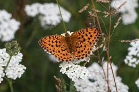Attēlu rezultāti vaicājumam “Brenthis daphne underside”