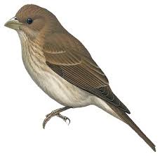 Attēlu rezultāti vaicājumam “Carpodacus erythrinus”