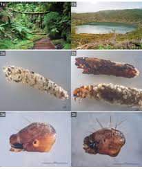 Attēlu rezultāti vaicājumam “Limnephilus larva”