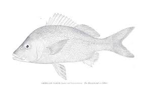 Image result for Haemulon album