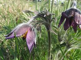 Attēlu rezultāti vaicājumam “Pulsatilla pratensis fruit”