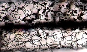 Attēlu rezultāti vaicājumam “Stemonitis fusca young”