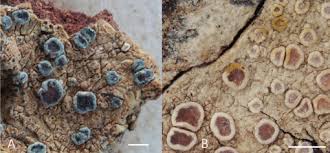 Attēlu rezultāti vaicājumam “Lecanora albella”