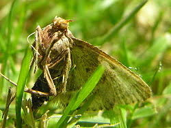 Attēlu rezultāti vaicājumam “Pyralis farinalis”