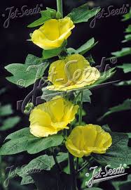 Attēlu rezultāti vaicājumam “Alcea rosea bud”