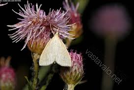 Attēlu rezultāti vaicājumam “Polypogon tentacularius”