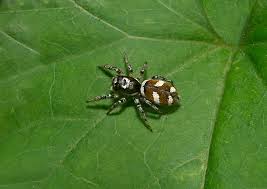 Attēlu rezultāti vaicājumam “Salticus scenicus”