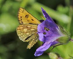 Attēlu rezultāti vaicājumam “Carterocephalus silvicolus”