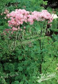 Attēlu rezultāti vaicājumam “Thalictrum aquilegifolium fruit”