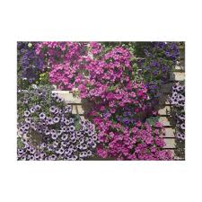 Image result for Petunie