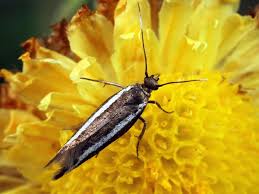 Attēlu rezultāti vaicājumam “Scythrididae”