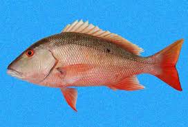 Image result for Lutjanus analis