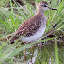 Attēlu rezultāti vaicājumam “Tringa glareola adult”