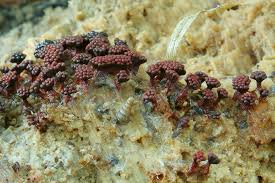 Attēlu rezultāti vaicājumam “Metatrichia vesparia stalked”