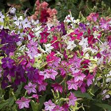 Image result for Nicotiana x sanderae `Perfume`F1