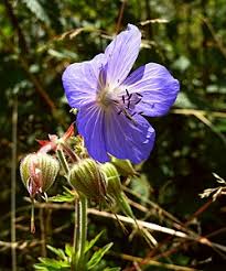 Image result for Geranium pratense