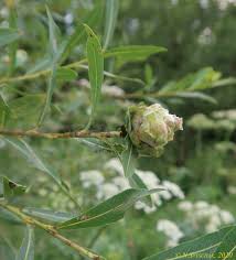 Attēlu rezultāti vaicājumam “Rhabdophaga rosaria”