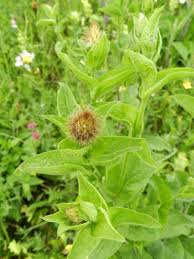 Image result for Centaurea pseudophrygia