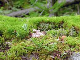 Attēlu rezultāti vaicājumam “moss”