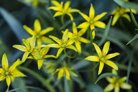 Attēlu rezultāti vaicājumam “Gagea lutea flower”