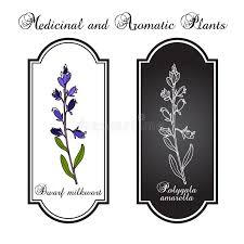 Attēlu rezultāti vaicājumam “Polygala amarella leaf”