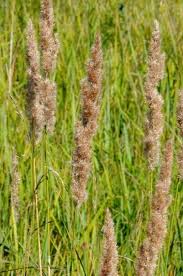 Attēlu rezultāti vaicājumam “Calamagrostis canescens fruit”
