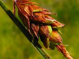 Attēlu rezultāti vaicājumam “Carex limosa”