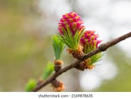 Attēlu rezultāti vaicājumam “Larix decidua flower”