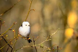 Attēlu rezultāti vaicājumam “Aegithalos caudatus”