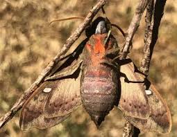 Attēlu rezultāti vaicājumam “Aphodius subterraneus imago”