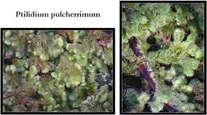 Attēlu rezultāti vaicājumam “Ptilidium pulcherrimum”