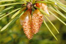 Attēlu rezultāti vaicājumam “Pseudotsuga menziesii flower”