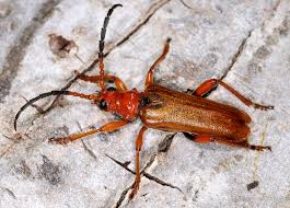 Attēlu rezultāti vaicājumam “Rhamnusium bicolor”