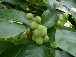 Attēlu rezultāti vaicājumam “Magnolia kobus fruit”