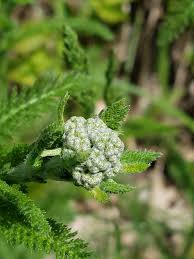 Attēlu rezultāti vaicājumam “Achillea millefolium bud”