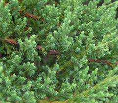 Attēlu rezultāti vaicājumam “Juniperus chinensis”