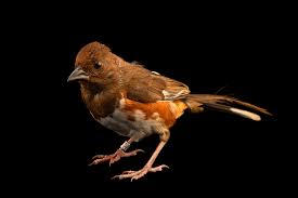 Image result for Pipilo erythrophthalmus