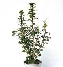 Attēlu rezultāti vaicājumam “Ribes alpinum”