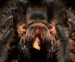 Attēlu rezultāti vaicājumam “Megalaria grossa”