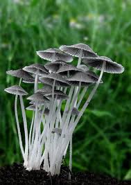 Attēlu rezultāti vaicājumam “Coprinus sp.”