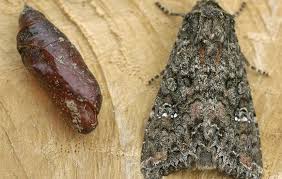 Attēlu rezultāti vaicājumam “Mamestra brassicae larva”