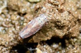 Attēlu rezultāti vaicājumam “Macrosteles sp.”